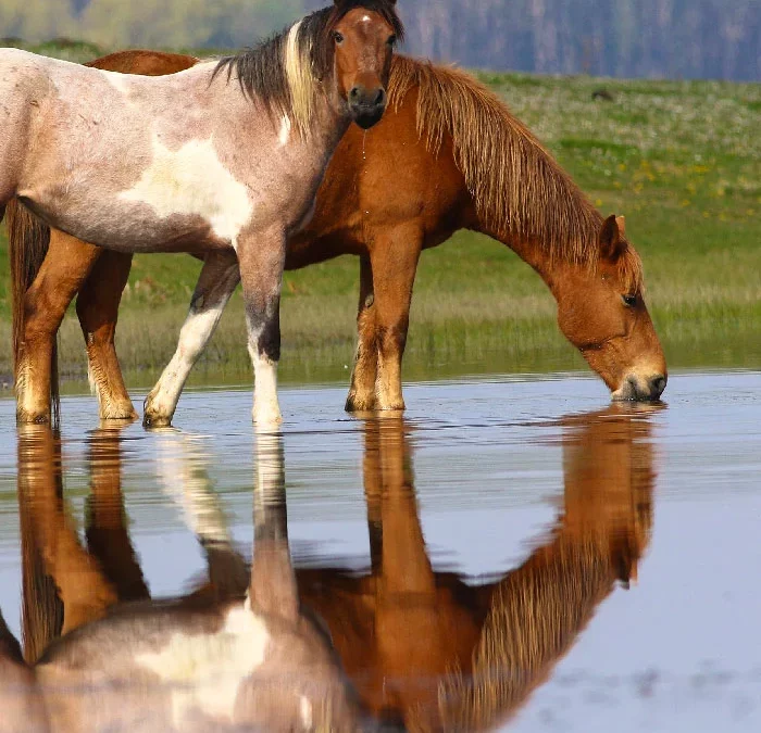Le cheval miroir en Facilitation Équine® : se voir enfin tel qu&rsquo;on est