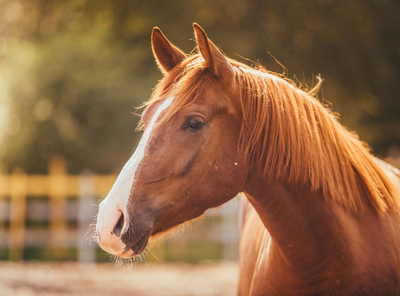 Coach ou thérapeute : comment intégrer le cheval dans votre pratique ?