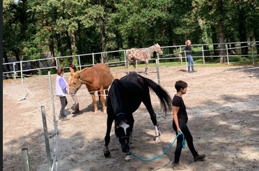 Formation devenir facilitateur équin - séance en présence des chevaux - EFEF